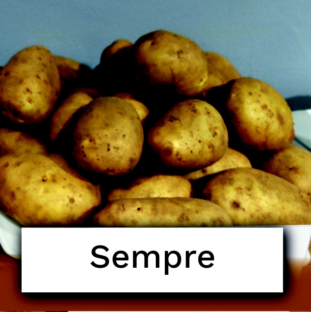 bulwy ziemniaka odmiany Sempre